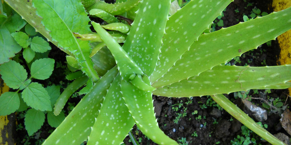 Aloe Vera. Tentacle-like succulent leaves sprout out from the base of the plant going up at multiple angles.
