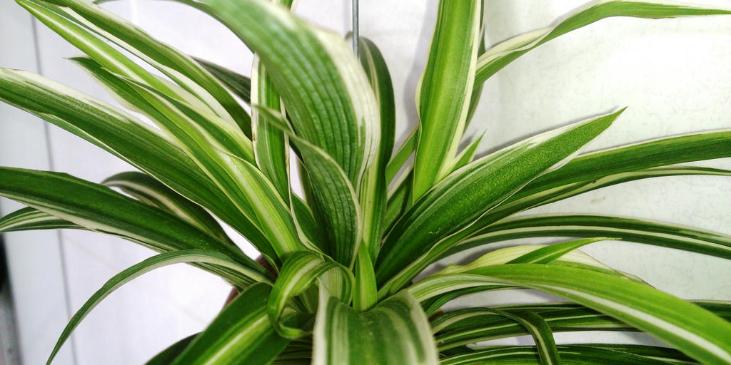 Spider Plant. A plant with long narrow leaves in a dark green color. The edges of the leaves are almost white. All leaves spread from the center of the plant. There's no stalk.
