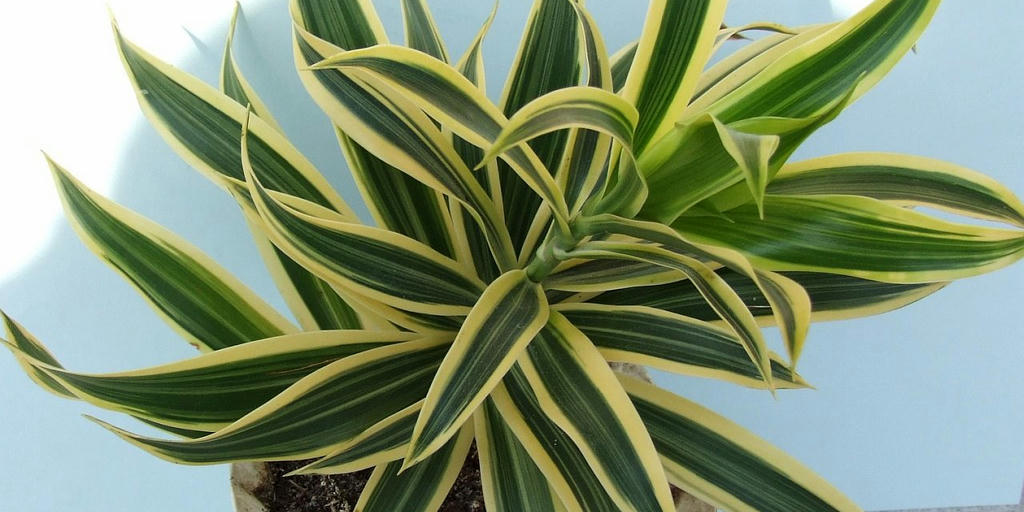 Dracaena Fragrans. A plant with long leaves with a dark green middle part and yellow edges on the leaves. The plant grows a green stalk with leaves on it.
