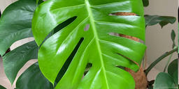 Monstera deliciosa. A big leaf with gaps is shown in the middle with other leaves in the back. The leaf is heart-shaped. The plant is potted in a pot with a moss stick.