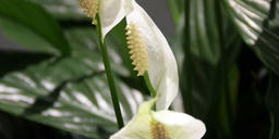 Peace Lily. A plant with dark green leaves in an almond shape. Its flowers are white standing upright with one petal and a spiky cream-white stamp in the middle attached to long stalks.
